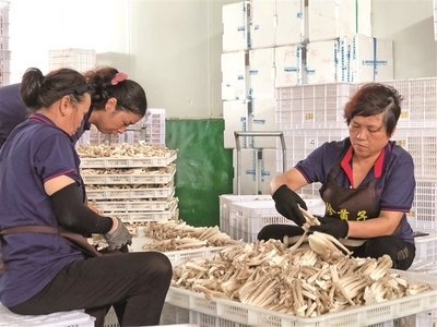 宁德古田菌菇飘香采摘忙，食用农产品点亮山乡致富路