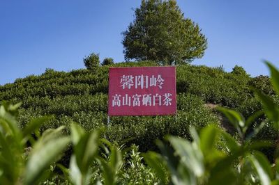 富硒农产品开发 模式创新与市场前景